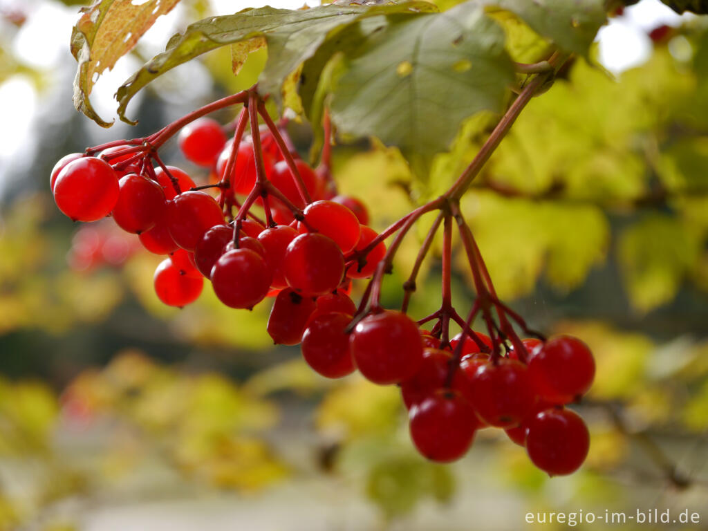 Detailansicht von Früchte des Gewöhnlichen Schneeballs, Viburnum opulus