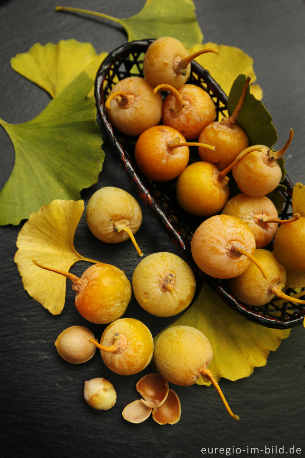 Detailansicht von Früchte des Ginkgo-Baums