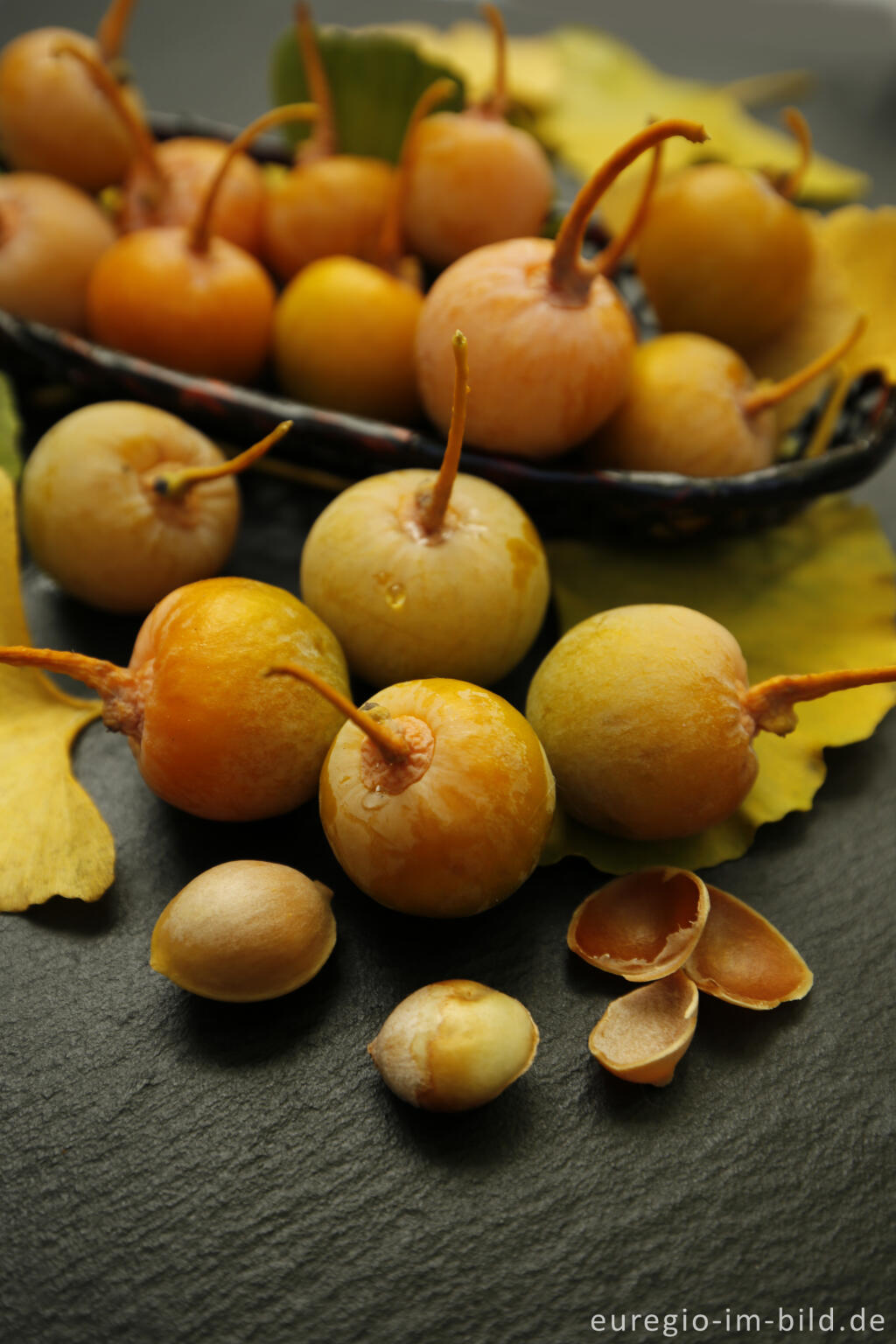 Detailansicht von Früchte des Ginkgo-Baums