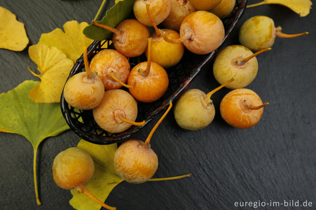 Detailansicht von Früchte des Ginkgo-Baums