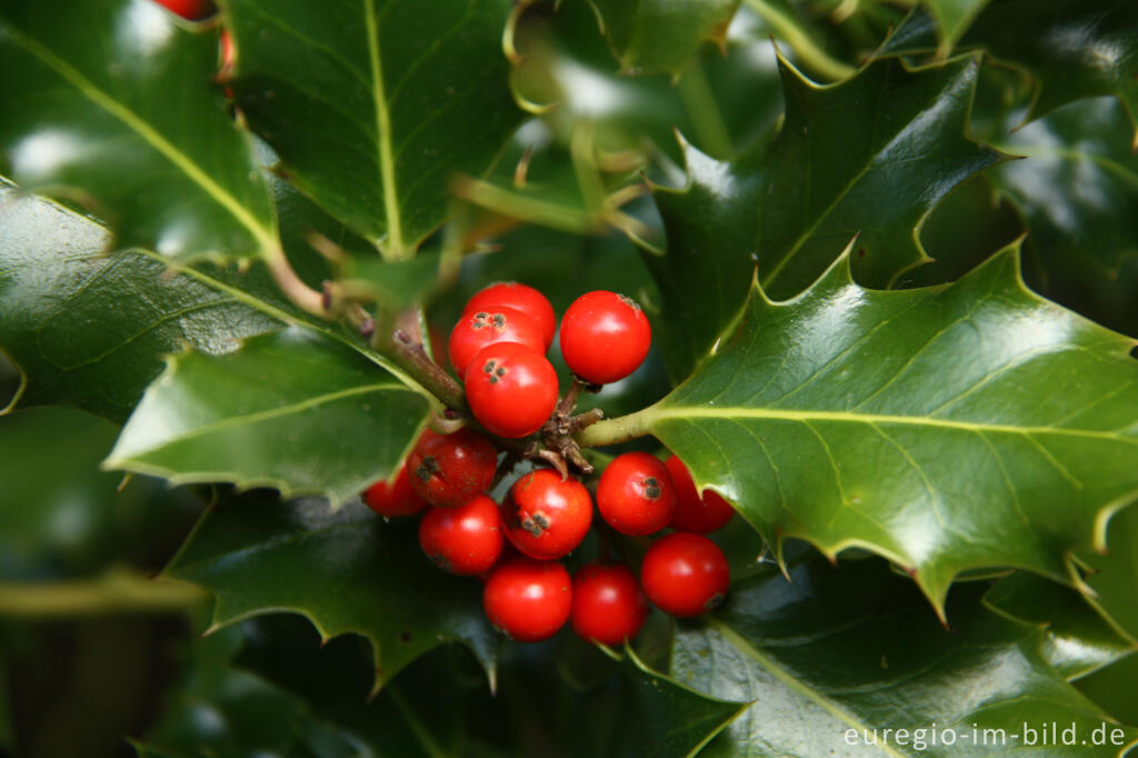 Früchte des  Ilex, Ilex aquifolium