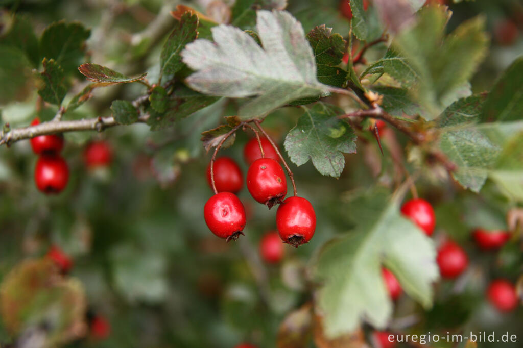 Früchte des Weißdorn, Crataegus