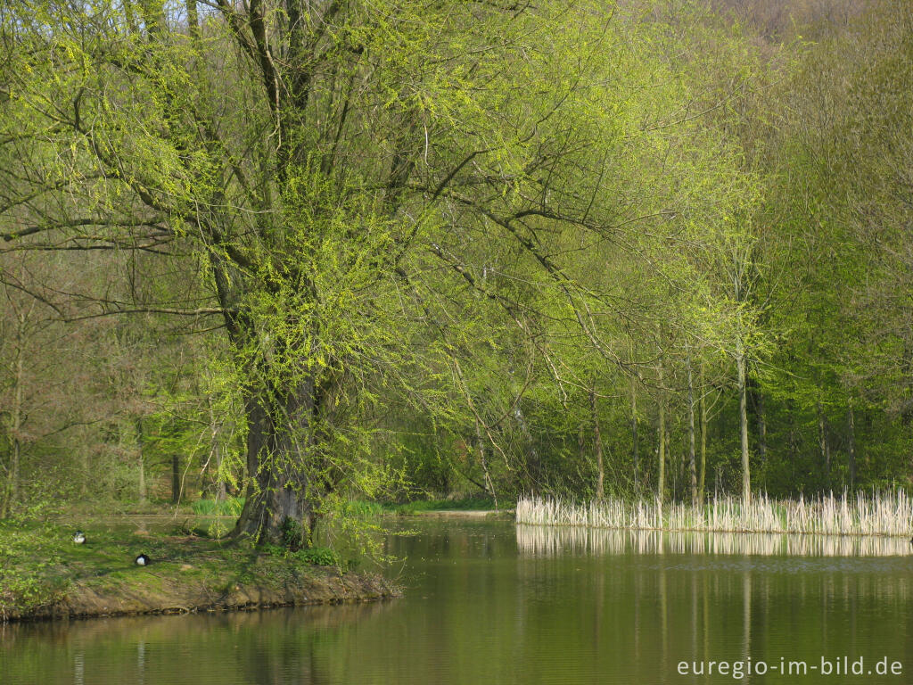 Detailansicht von Frühling am Cranenweyer