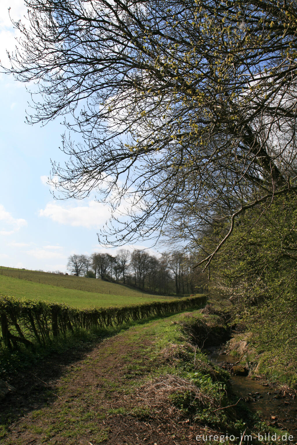 Detailansicht von Frühling am Hitfelder Bach