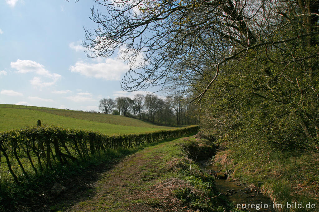 Detailansicht von Frühling am Hitfelder Bach