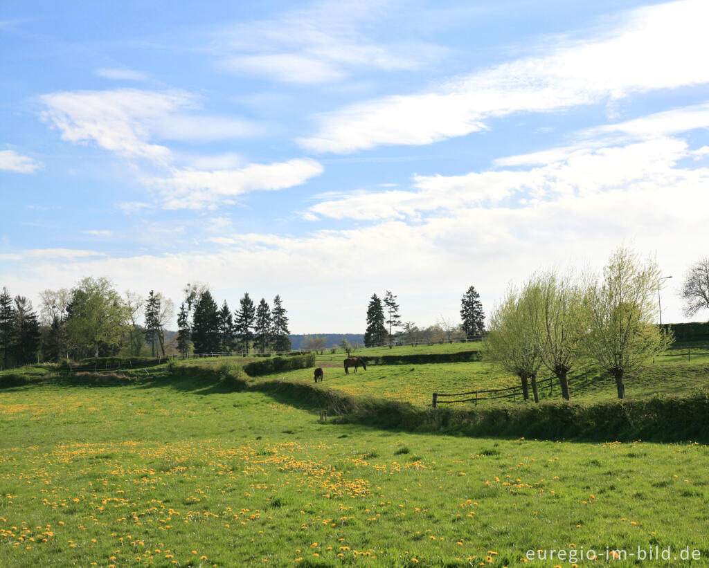 Detailansicht von Frühling im Geultal südlich von Epen