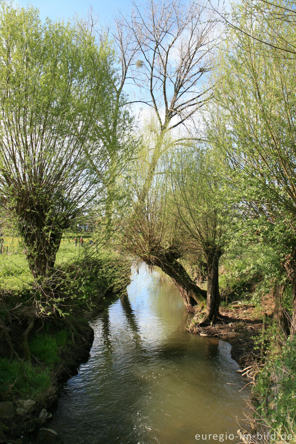 Detailansicht von Frühling im Geultal südlich von Epen