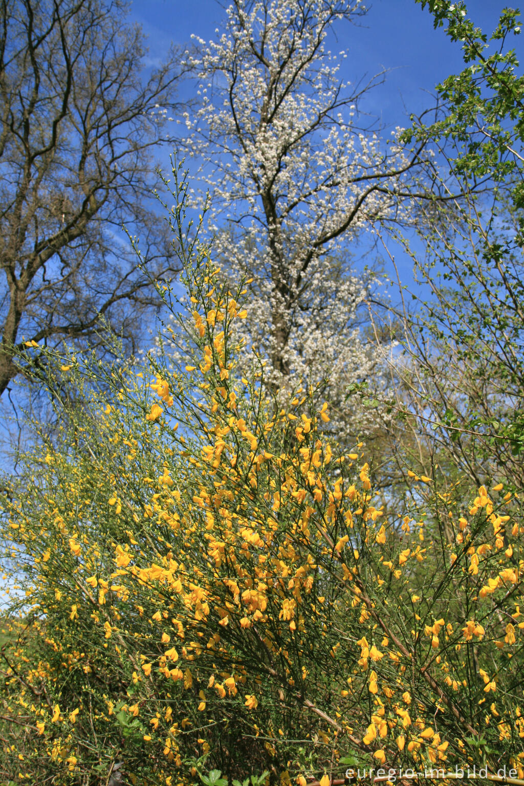 Detailansicht von Frühling im Geultal südlich von Epen