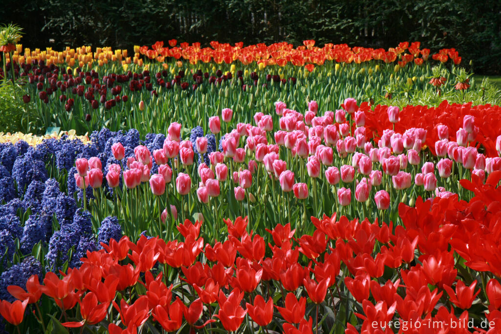 Detailansicht von Frühling im Keukenhof, Lisse, NL