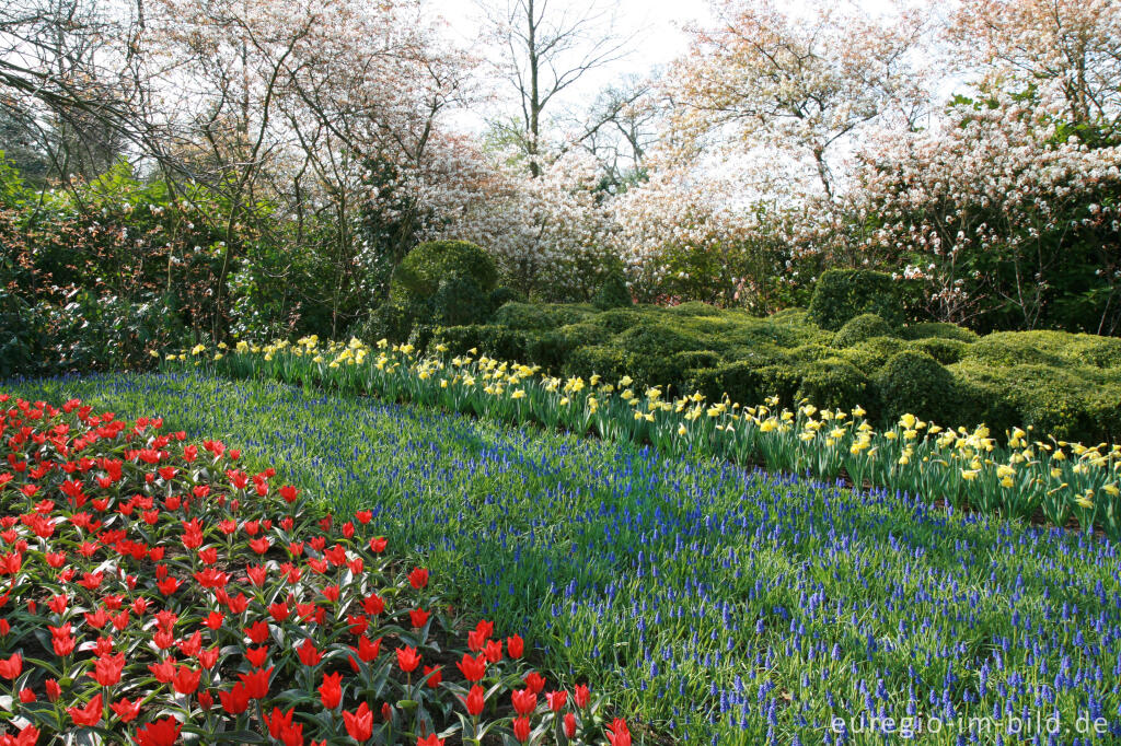 Detailansicht von Frühling im Keukenhof, Lisse, NL