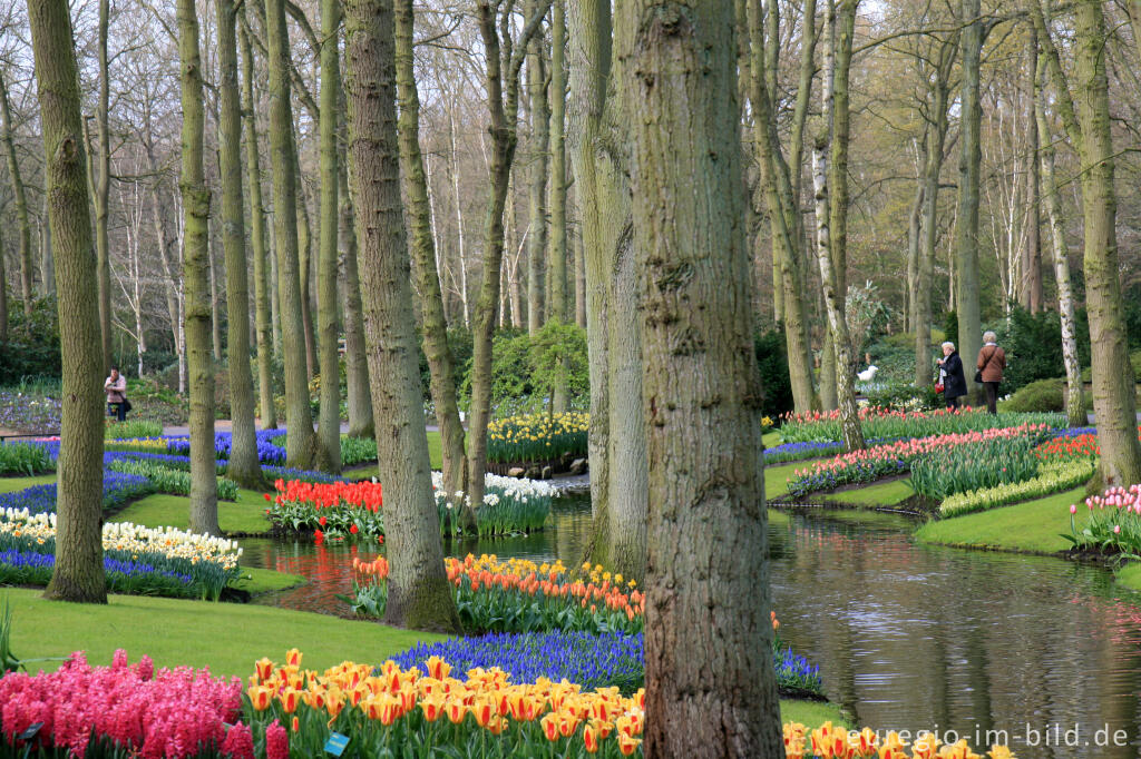 Detailansicht von Frühling im Keukenhof, Lisse, NL