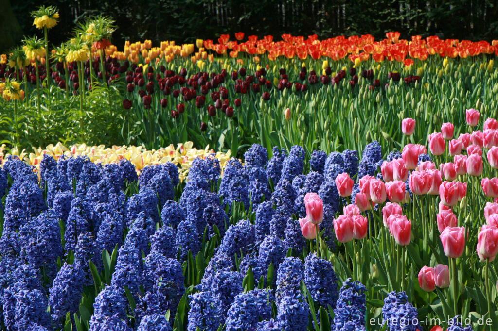 Detailansicht von Frühling im Keukenhof, Lisse, NL