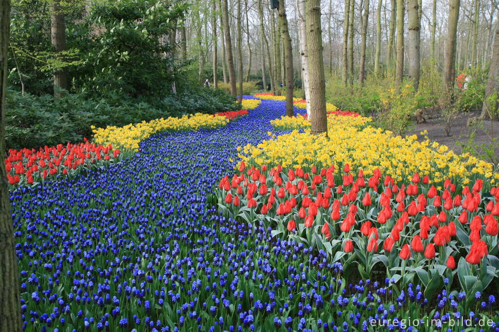 Detailansicht von Frühling im Keukenhof, Lisse, NL