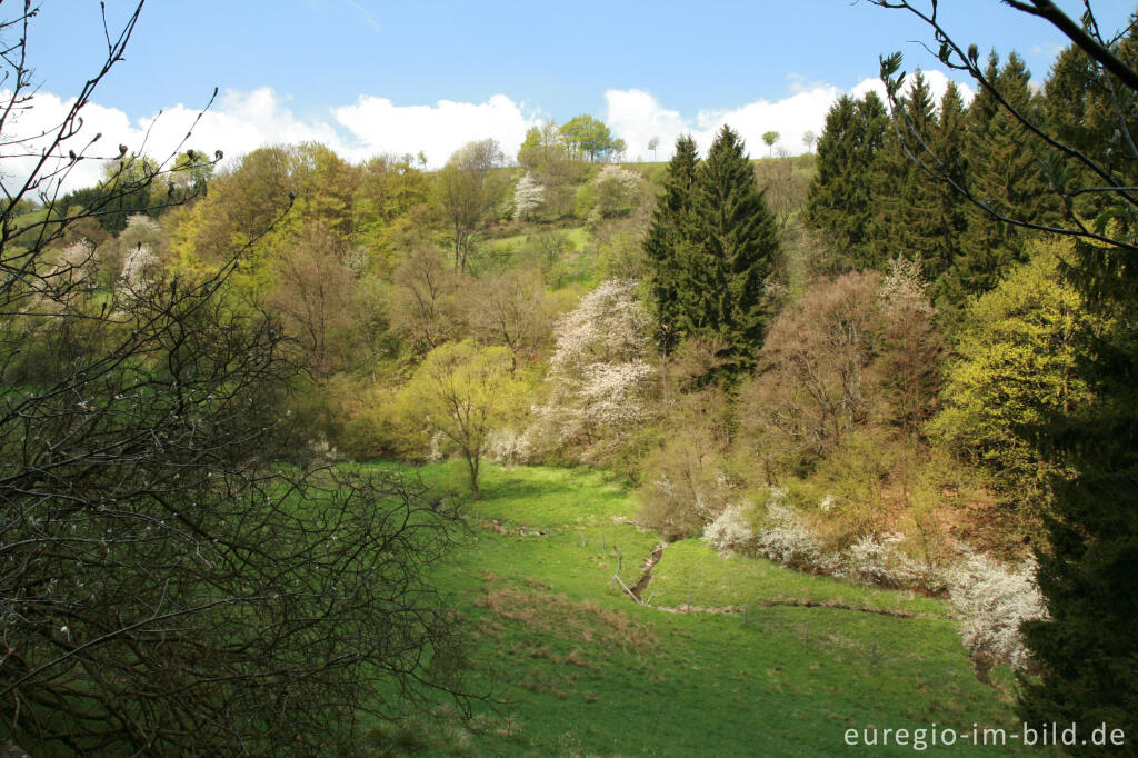 Frühling im Tal des Kluckbachs bei Höfen