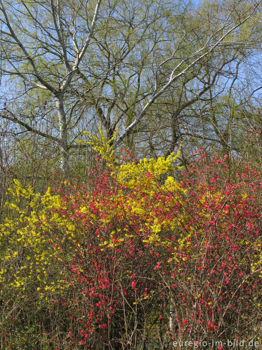 Detailansicht von Frühling im Wurmtal bei der Alten Mühle, Würselen