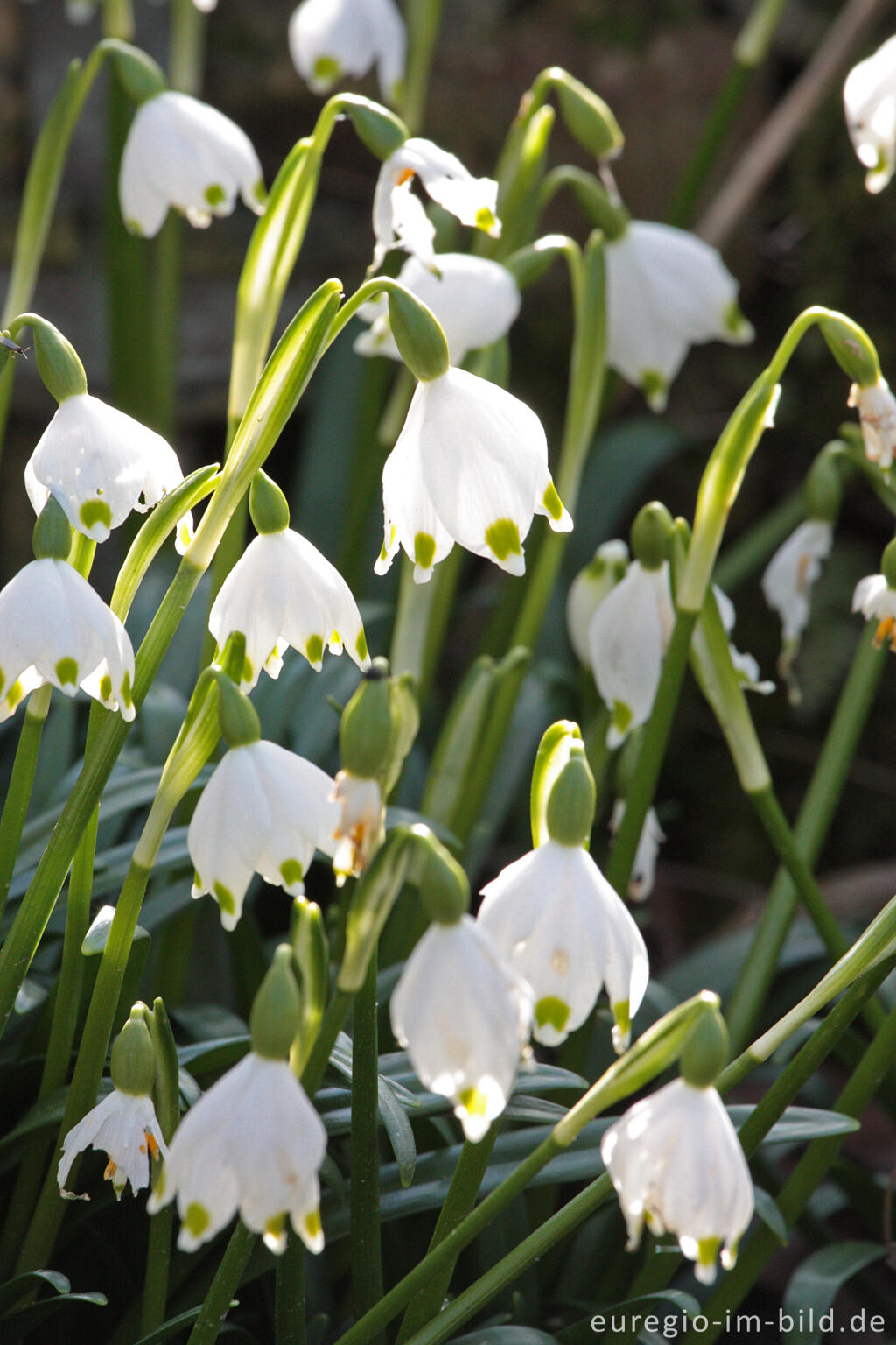 Detailansicht von Frühlings-Knotenblume, Leucojum vernum