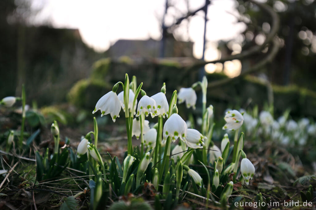 Detailansicht von Frühlings-Knotenblume, Leucojum vernum