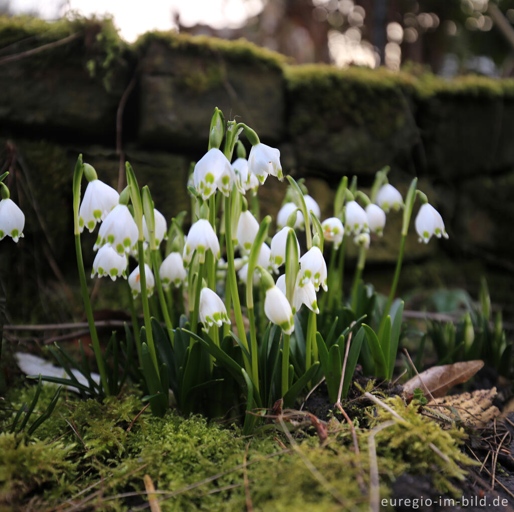 Detailansicht von Frühlings-Knotenblume, Leucojum vernum