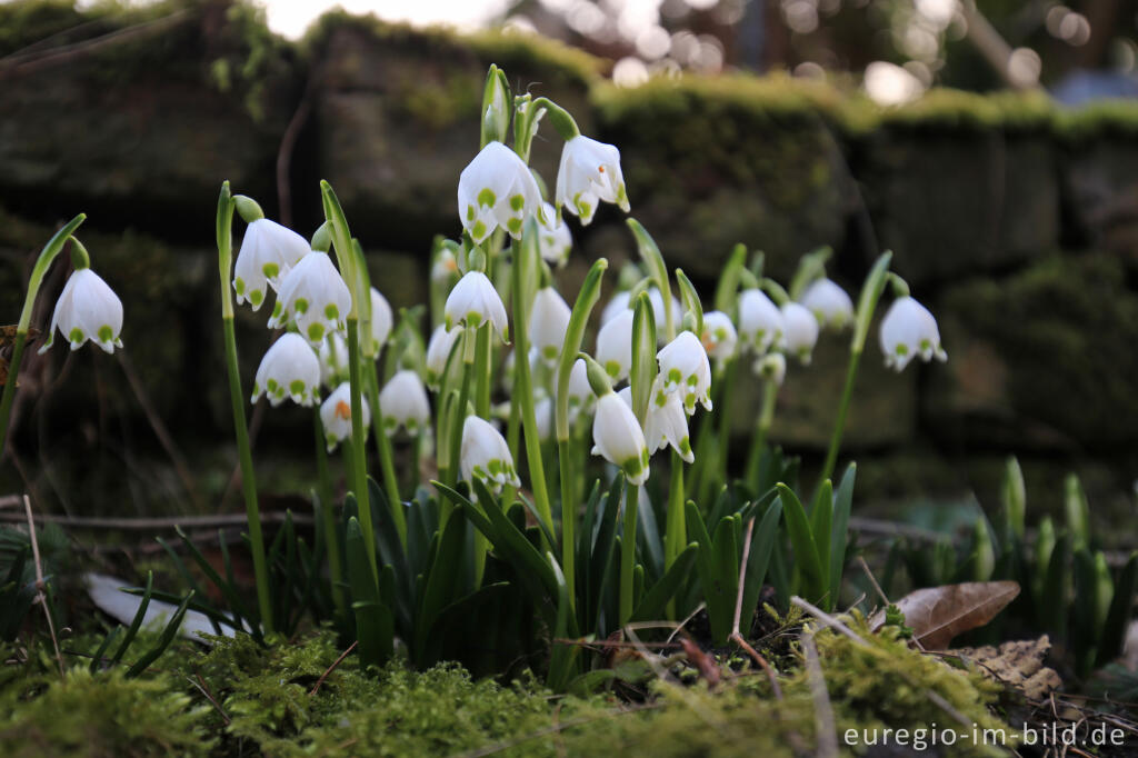 Detailansicht von Frühlings-Knotenblume, Leucojum vernum