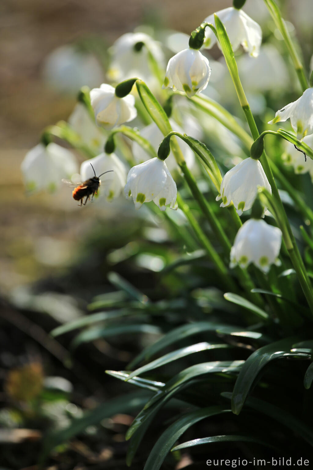 Detailansicht von Frühlings-Knotenblume, Leucojum vernum, mit Hummel