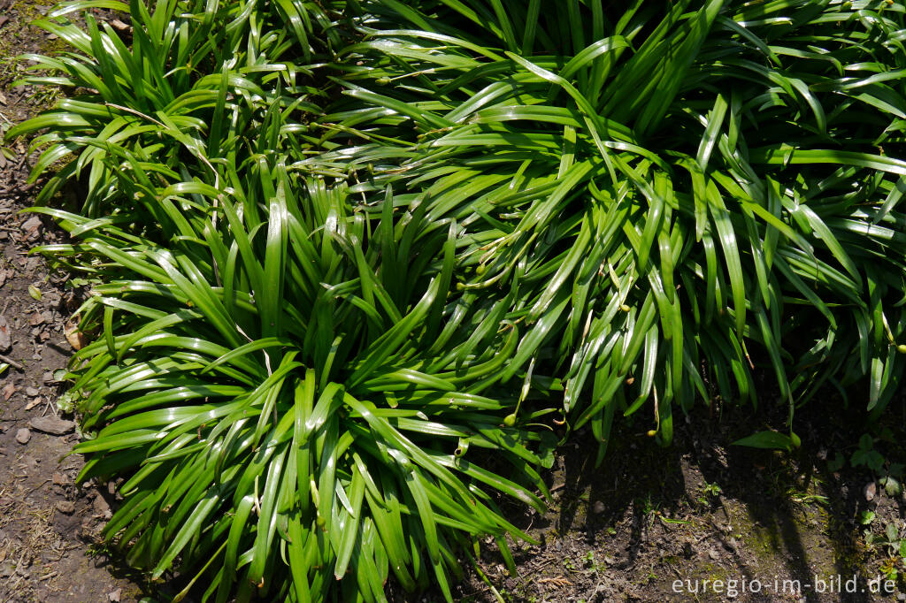 Detailansicht von Frühlings-Knotenblume, Leucojum vernum, nach der Blüte