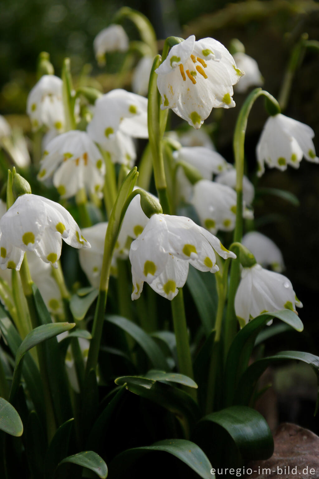 Detailansicht von Frühlings-Knotenblume oder Märzenbecher, Leucojum vernum