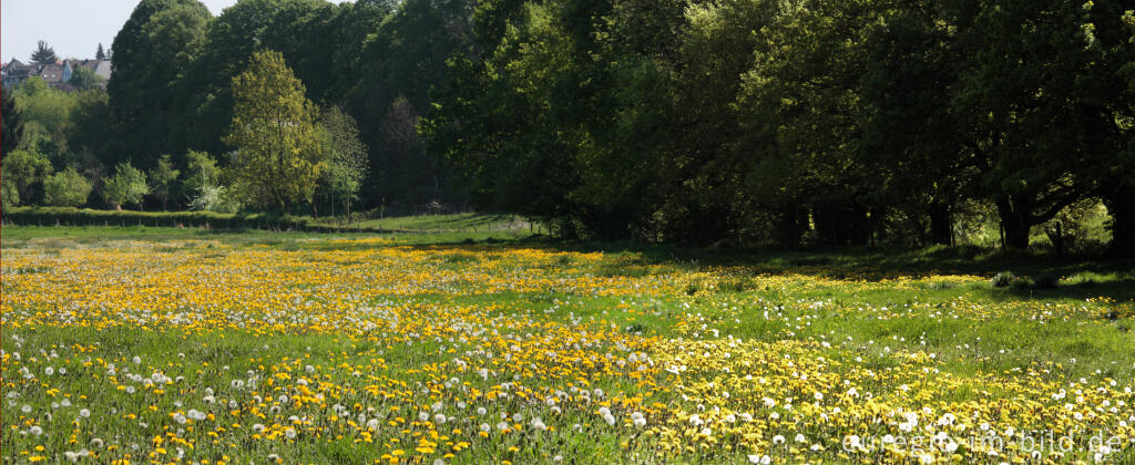 Frühlingswiese bei Aachen-Hanbruch