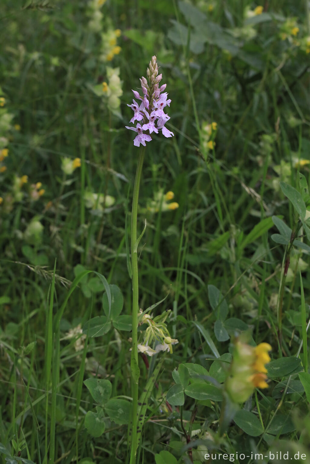 Detailansicht von Fuchs Knabenkraut, Dactylorhiza fuchsii