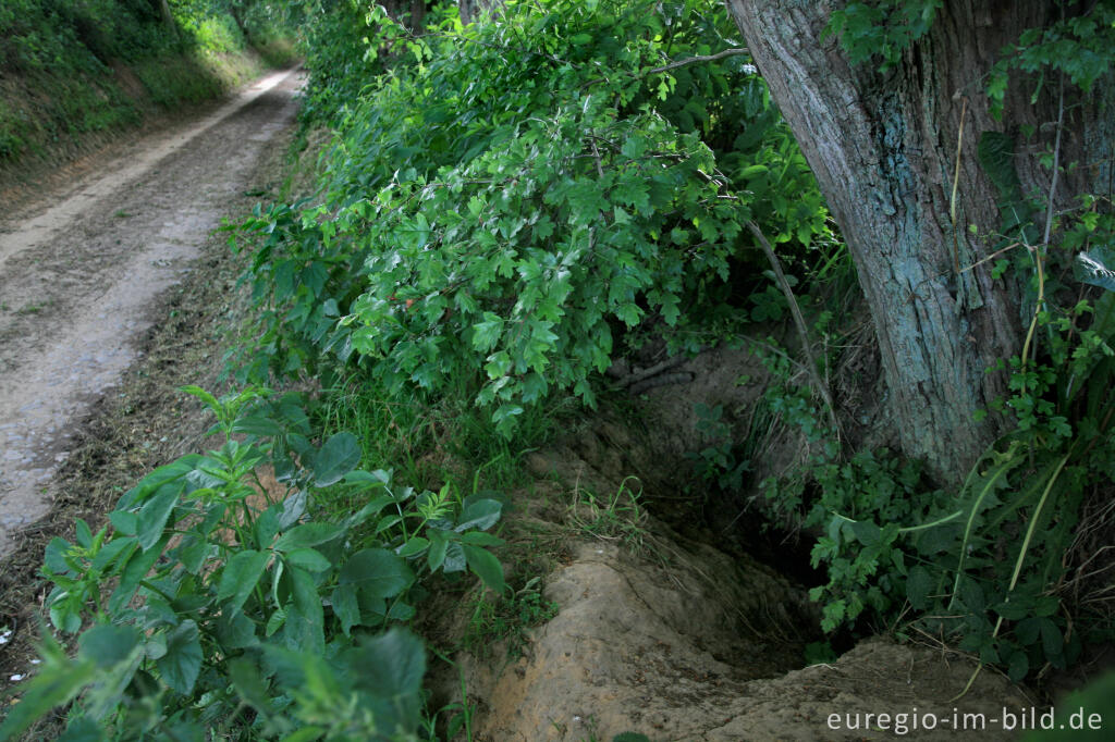 Fuchsbau am Bocholtzer Weg, einem Hohlweg bei Horbach