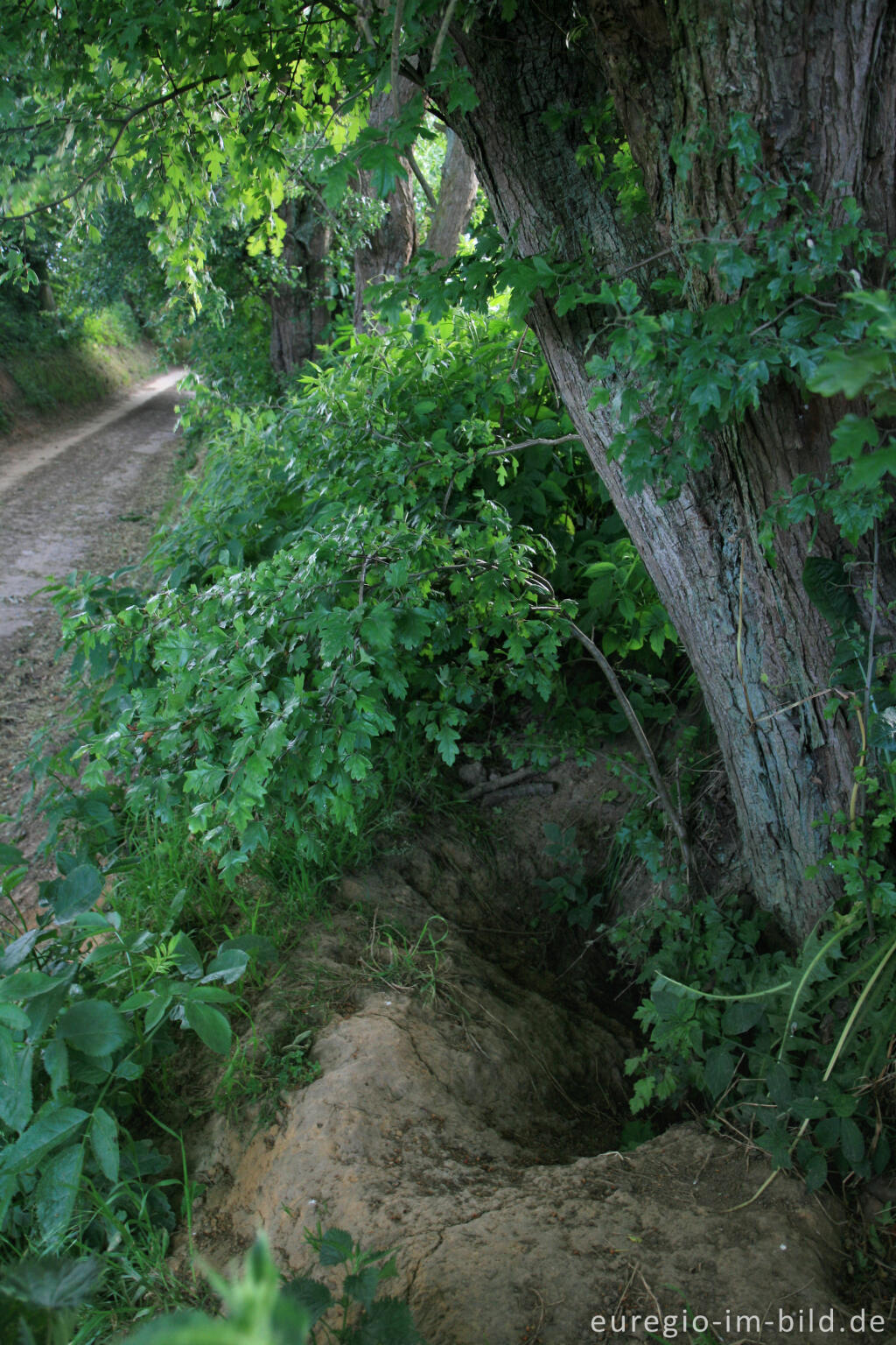 Detailansicht von Fuchsbau am Bocholtzer Weg, einem Hohlweg bei Horbach