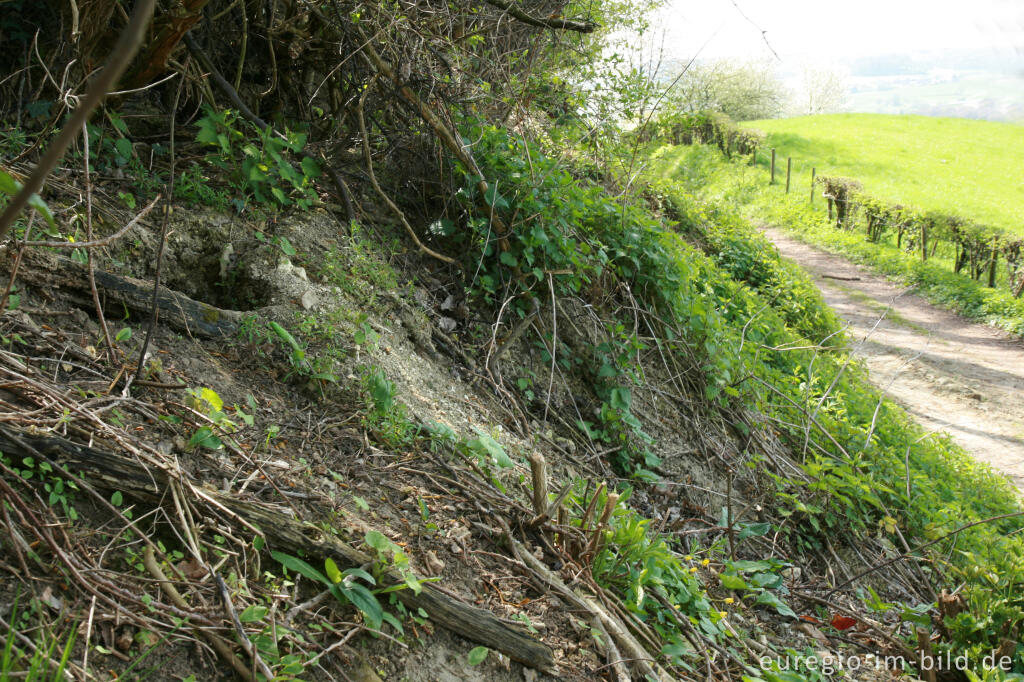 Detailansicht von Fuchsbau am Camerigerbergweg