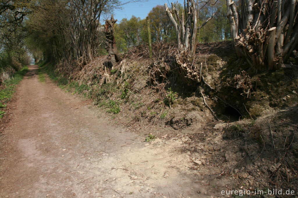 Detailansicht von Fuchsbau am Camerigerbergweg