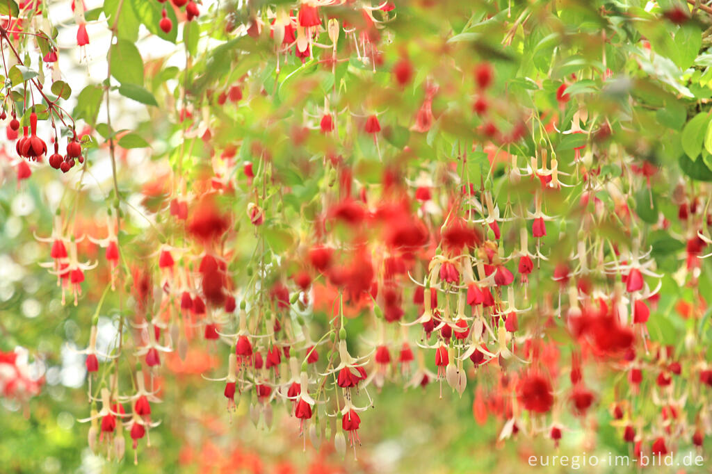 Detailansicht von Fuchsien in den Königlichen Gewächshäuser (Laeken bei Brüssel)