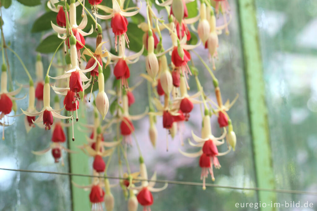 Detailansicht von Fuchsien in den Königlichen Gewächshäuser (Laeken bei Brüssel)