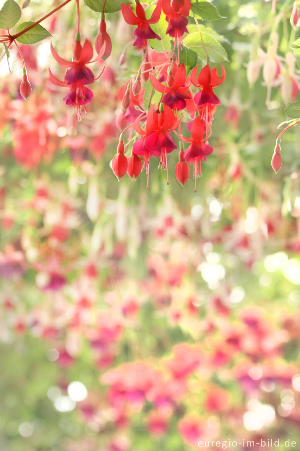 Detailansicht von Fuchsien in den Königlichen Gewächshäuser (Laeken bei Brüssel)