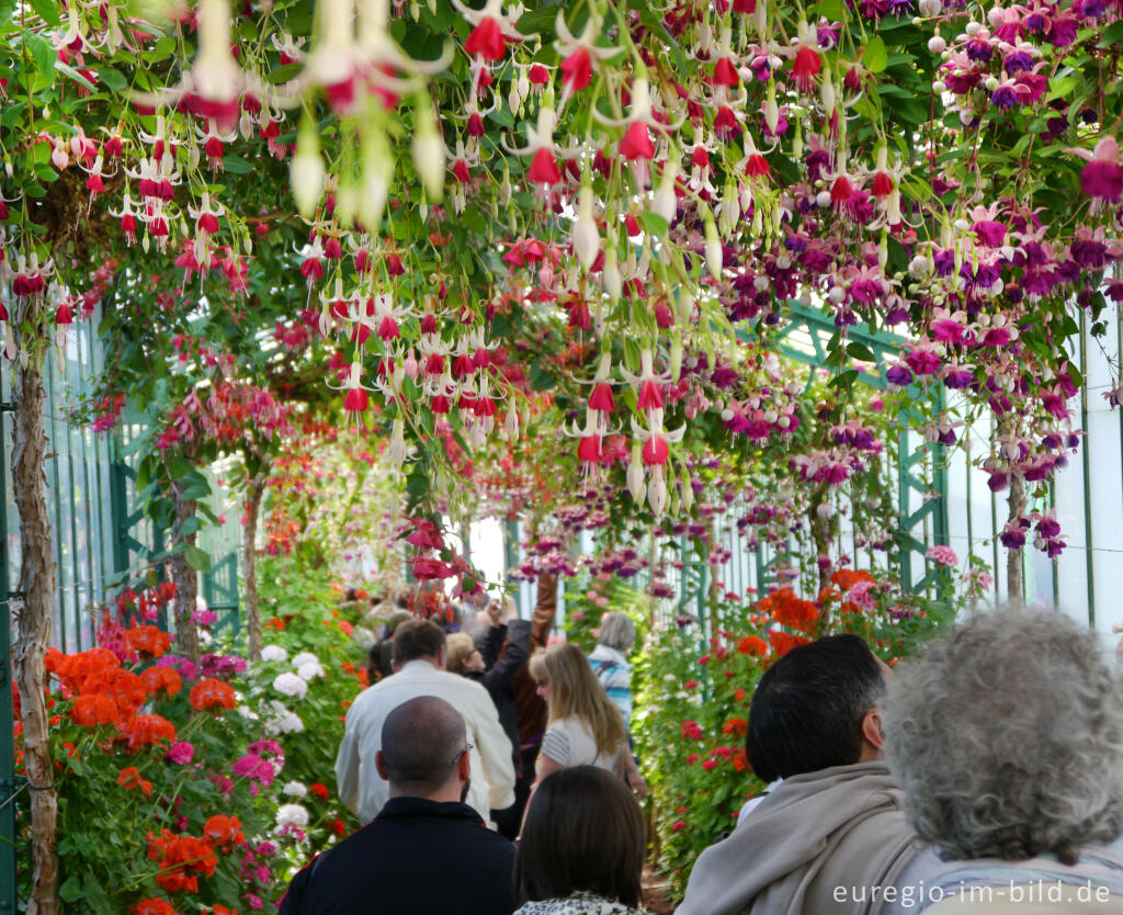 Detailansicht von Fuchsien in den Königlichen Gewächshäuser (Laeken bei Brüssel)