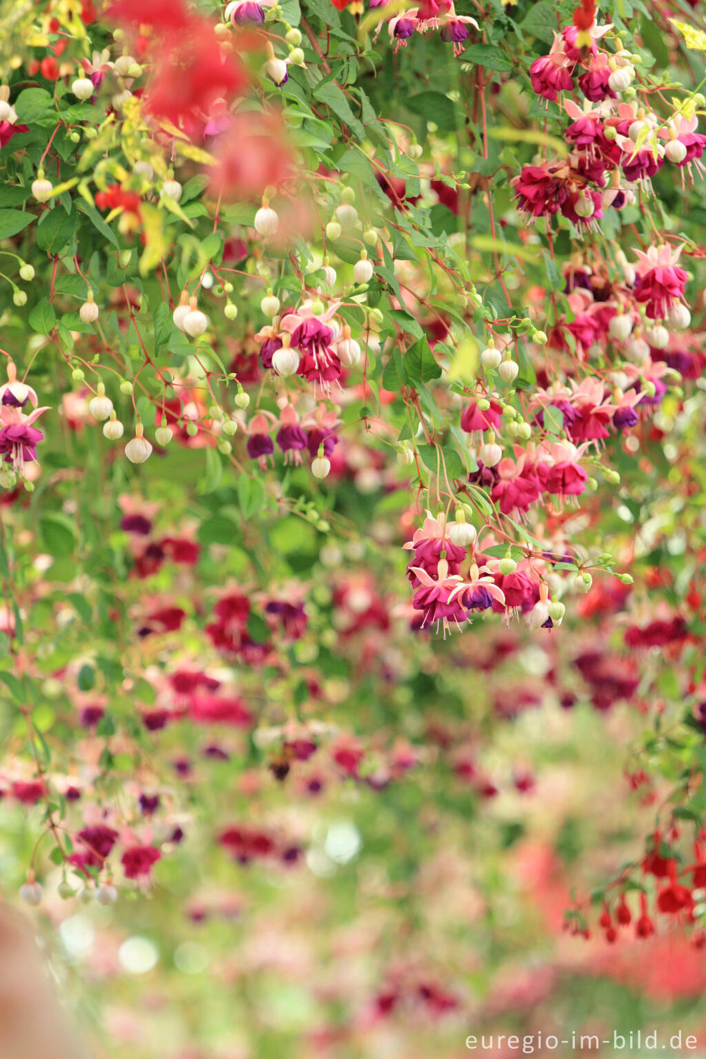 Detailansicht von Fuchsien in den Königlichen Gewächshäusern in Laken (Laeken)