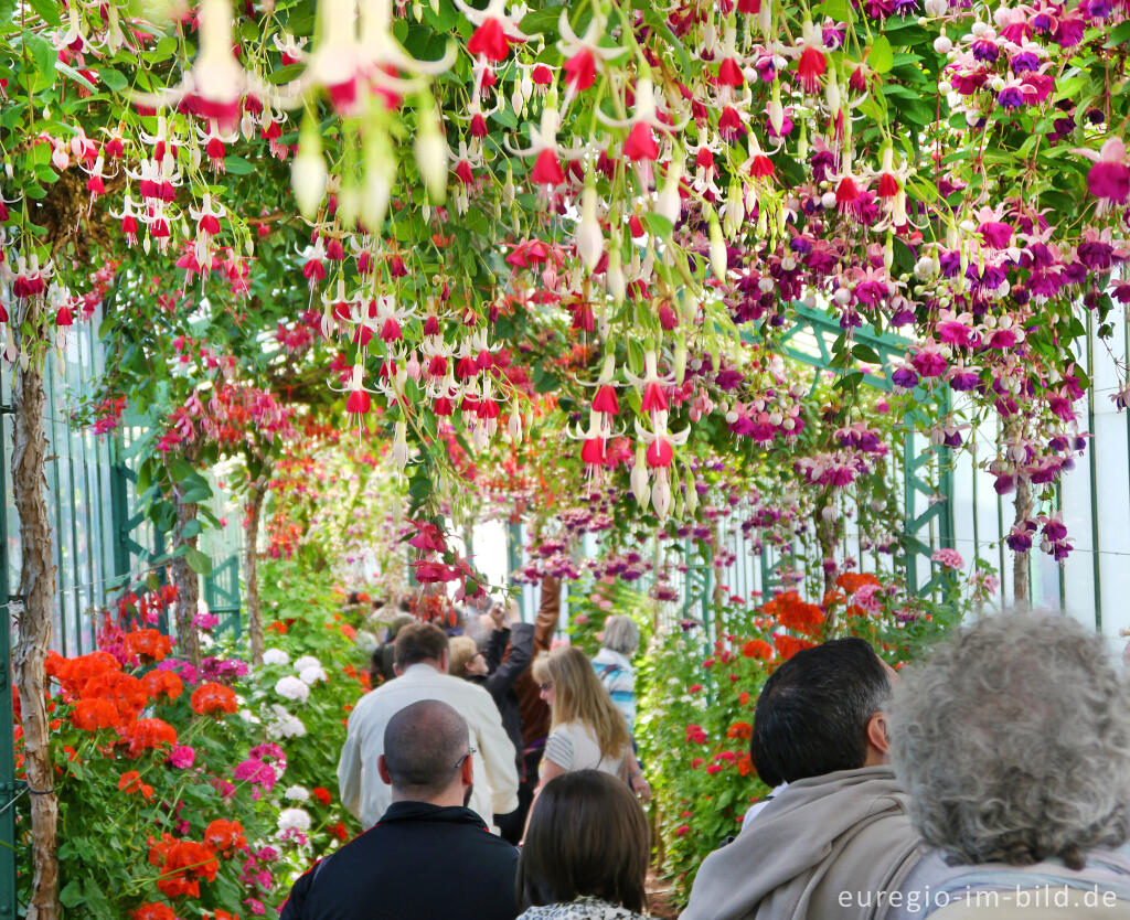 Detailansicht von Fuchsien in den Königlichen Gewächshäusern in Laken (Laeken)