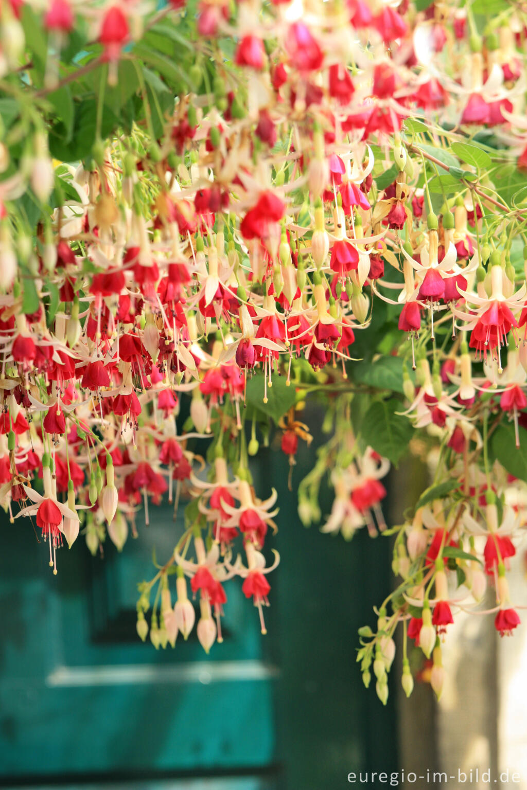 Detailansicht von Fuchsien in den Königlichen Gewächshäusern in Laken (Laeken)