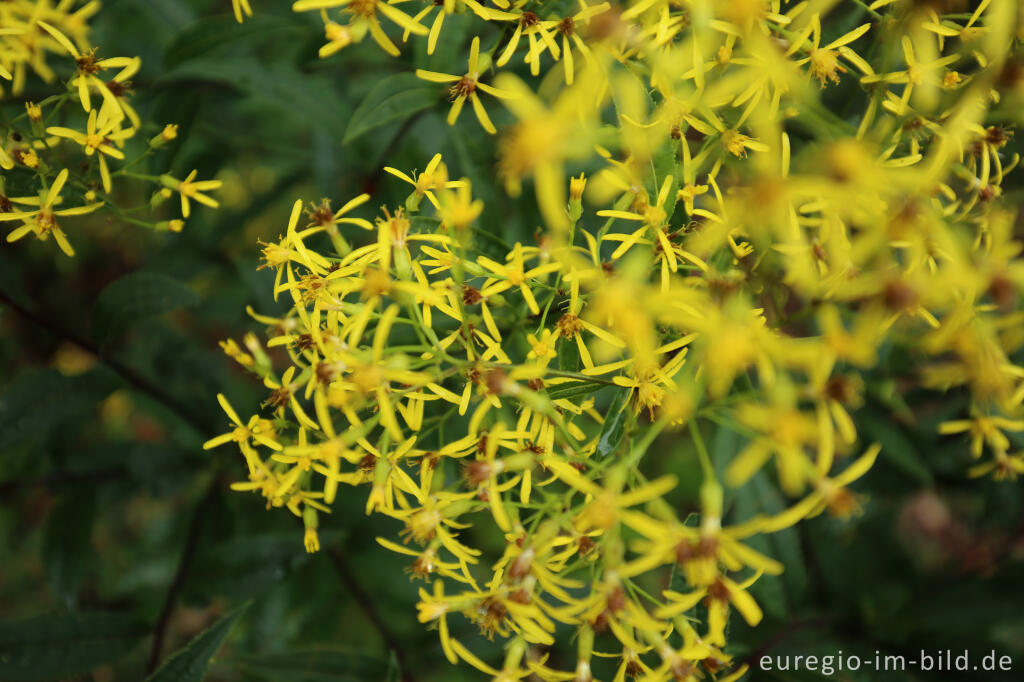 Detailansicht von Fuchssches Greiskraut