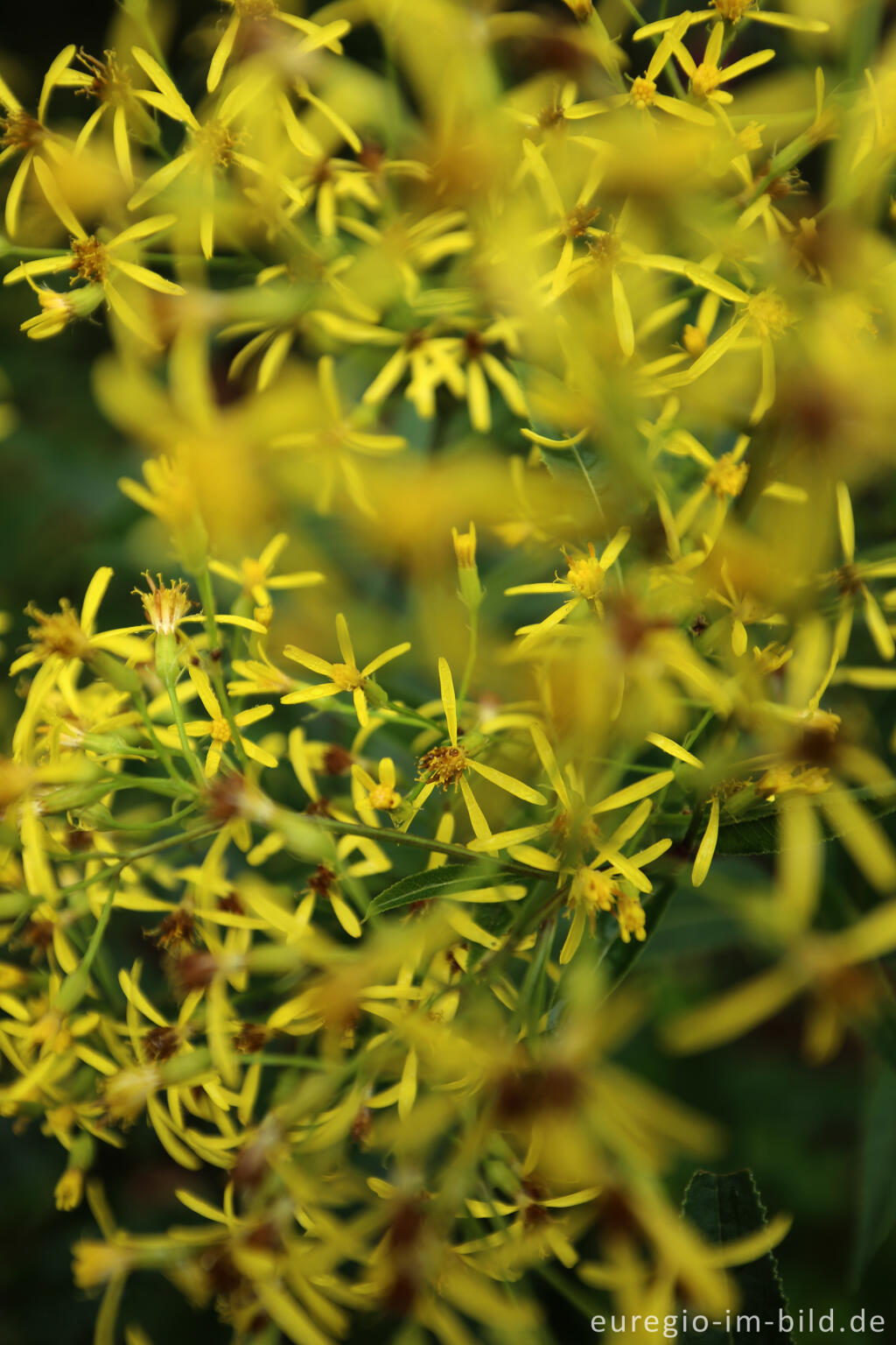 Detailansicht von Fuchssches Greiskraut