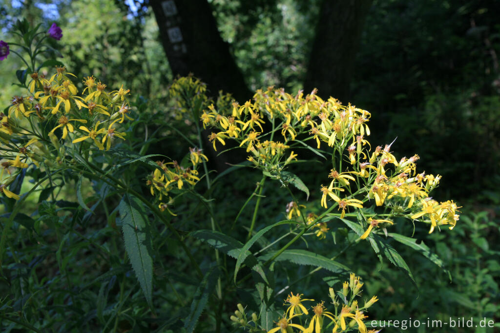 Detailansicht von Fuchssches Greiskraut