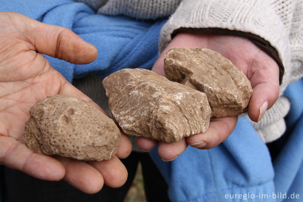 Detailansicht von Fundstücke vom  Fossilienacker bei Nettersheim