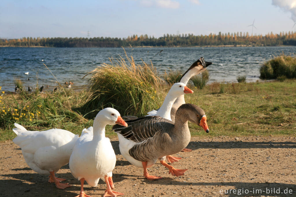 Detailansicht von Gänse am Blausteinsee bei Eschweiler