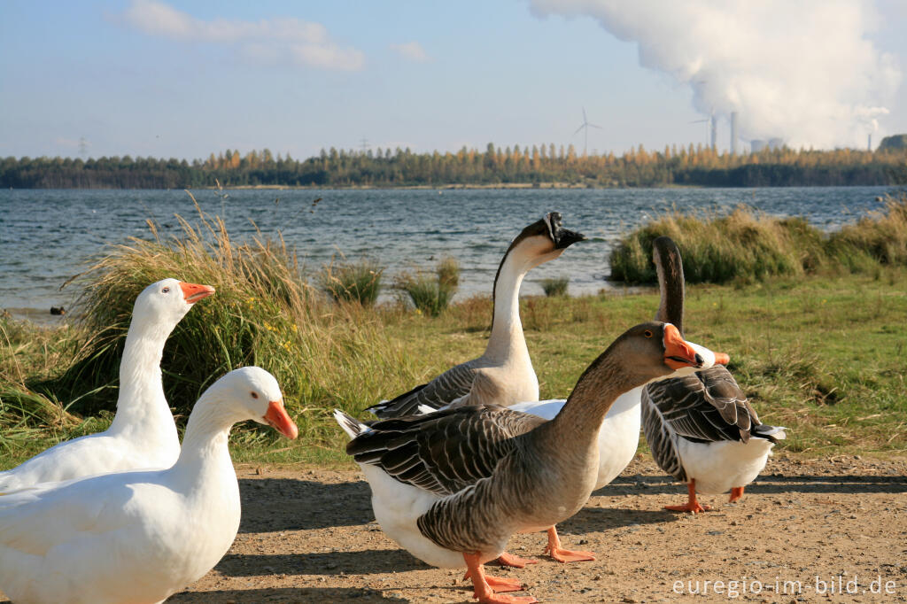 Detailansicht von Gänse am Blausteinsee, Kraftwerk Weisweiler