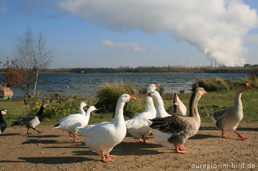 Detailansicht von Gänse am Blausteinsee, Kraftwerk Weisweiler