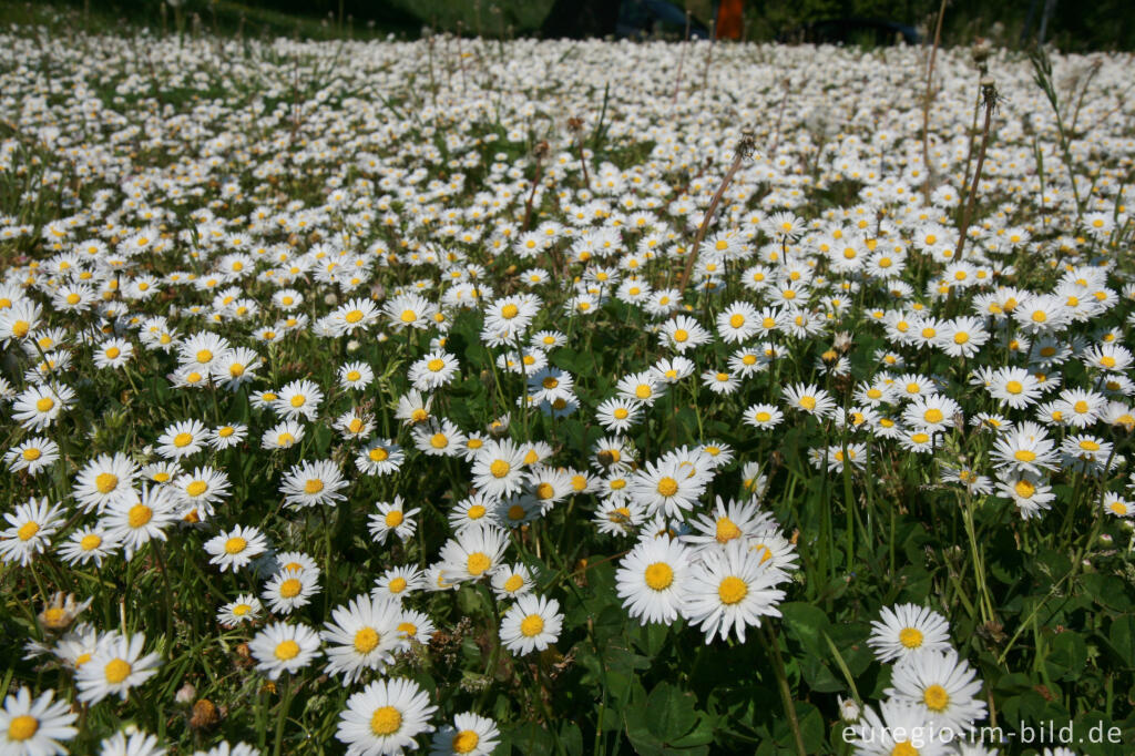 Detailansicht von Gänseblümchen, Bellis perennis