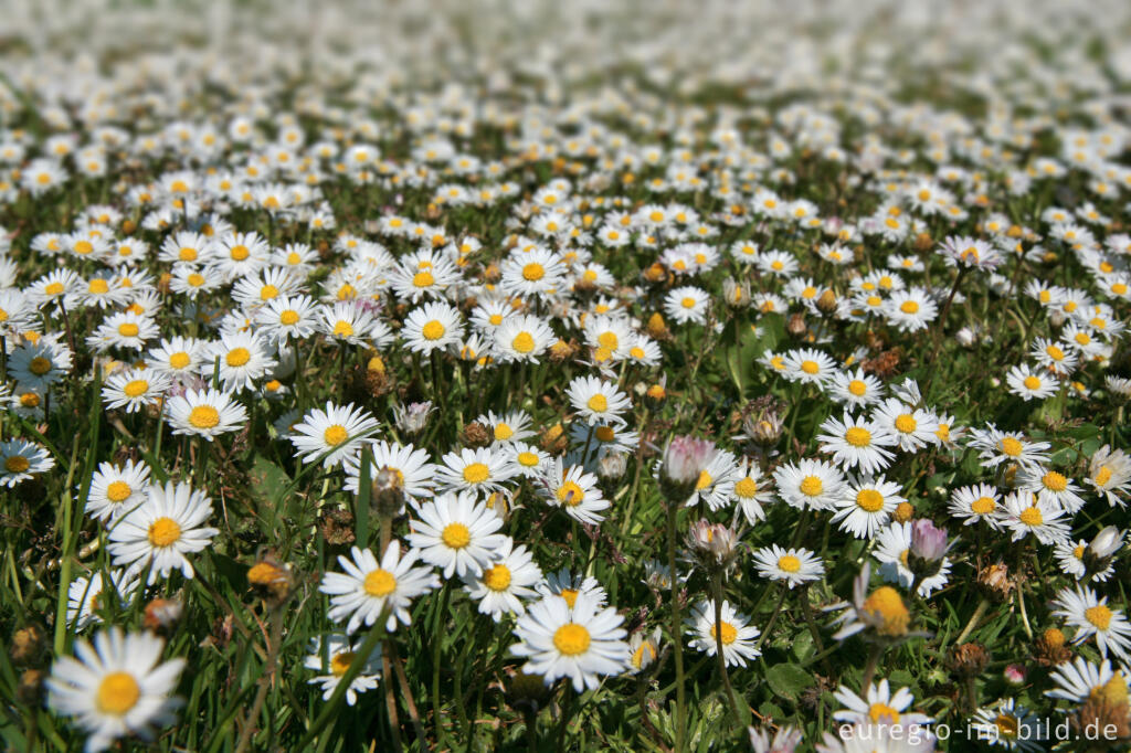 Detailansicht von Gänseblümchen, Bellis perennis