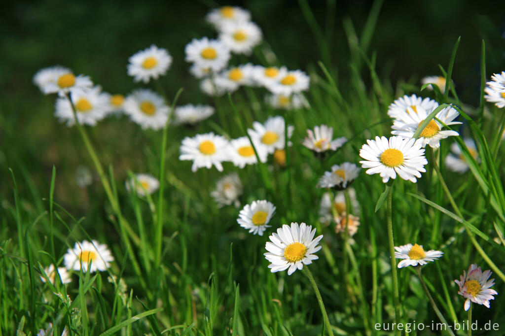 Detailansicht von Gänseblümchen, Bellis perennis