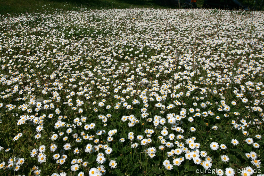 Detailansicht von Gänseblümchen, Bellis perennis